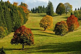 (c)pixabay_Couleur Verfärbte Bäume auf grünem Hügel