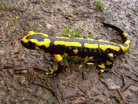 Salamander am Waldboden