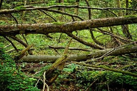 (C)pixabay.com/Manfred Antranias Zimmer Umgestürzte Baumstämme im Wald