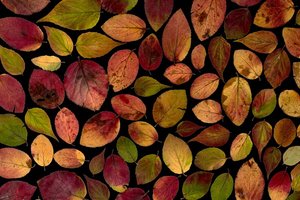 Bunte Herbstblätter auf scharzem Hintergrund