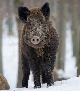 Wildschwein im Winterwald