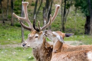 (c)pixabay.com/Camera-man Hirsch im Bast mit Hirschkuh