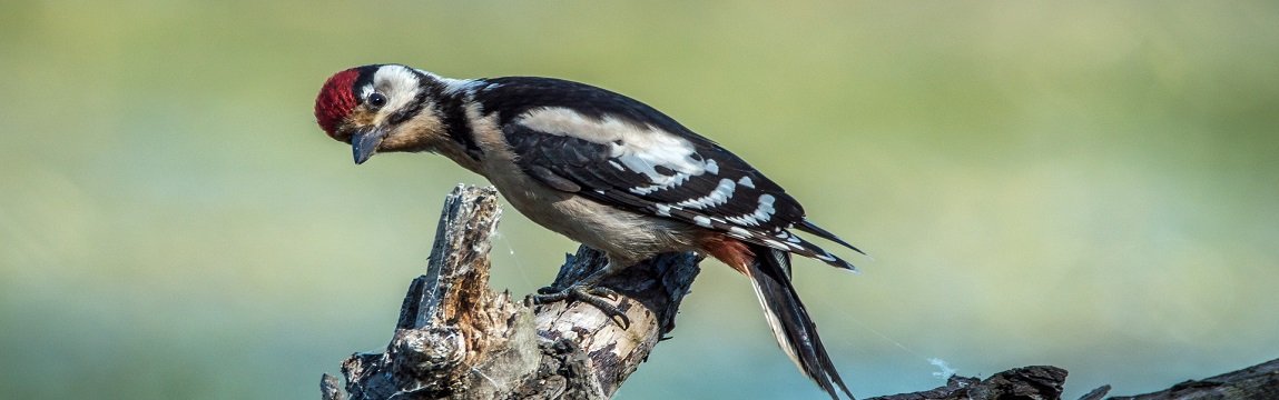 (c)pixabay.com_LubosHouska Buntspecht auf totem Ast