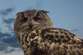(C) pixabay.com/Klaus Dieter vom Wangenheim Uhu