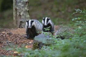 (C) pixabay.com/hrw1973 Zwei Dachse im Wald