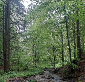 (C) Findeis Wald mit Bach