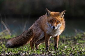 (C)pixabay.com/Jon Pauling Rotfuchs