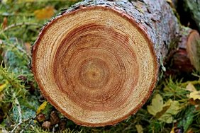 (c)pixabay.com_manfredrichter durchtrennter Stamm, sichtbare Jahrringe, Kern- und Splintholz
