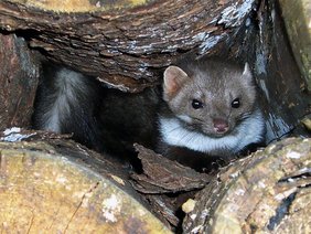 (C) commons.wikimedia.org/Mike aus dem Bayerwald Steinmarder in einem Holzstoß