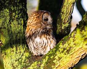 (C) pixabay.com/Kev Waldkauz auf einem Baum