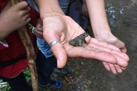 Ein kleiner Frosch auf einer Hand
