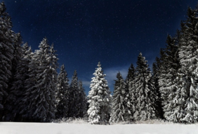 (C) Pixabay.com/Free Photos Fichtenwald in einer Frostnacht