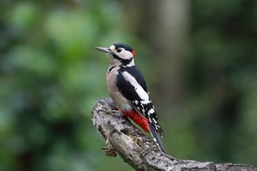 (c)pixabay.com_ginger Buntspecht auf einem toten Ast