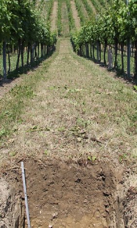 Bodeneinschnitt in einem Weingarten