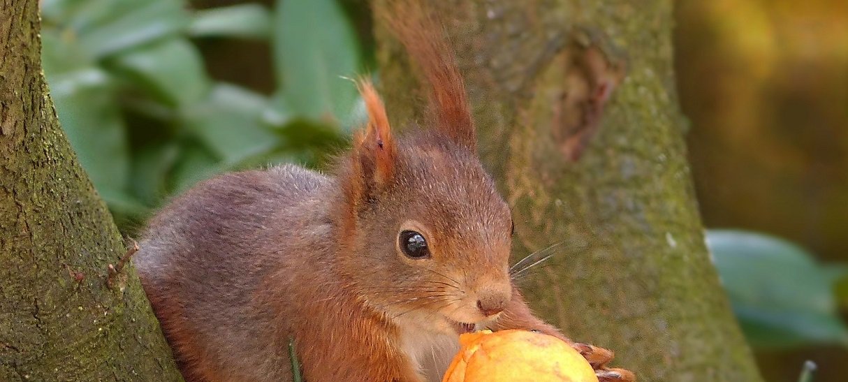 Eichhörnchen holt sich Futter auf einem Baum