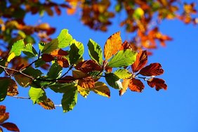 (C) pixabay.com/Hans Braun verfärbte Blätter auf einem Ast