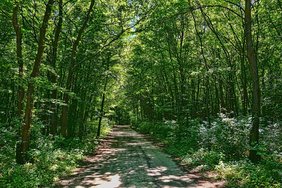 (c)pixabay.com_Schwoaze Grüner Laubwald mit Schotterstraße