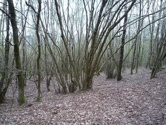 Niederwald mit typischer Gruppenstruktur