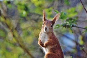 (c)pixabay.com_Capri23auto Eichhörnchen im Wald blickt in die Kamera