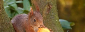 Eichhörnchen holt sich Nüsse an einer Futterstelle