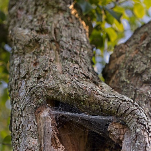 Baumhöhle mit Spinnennetz