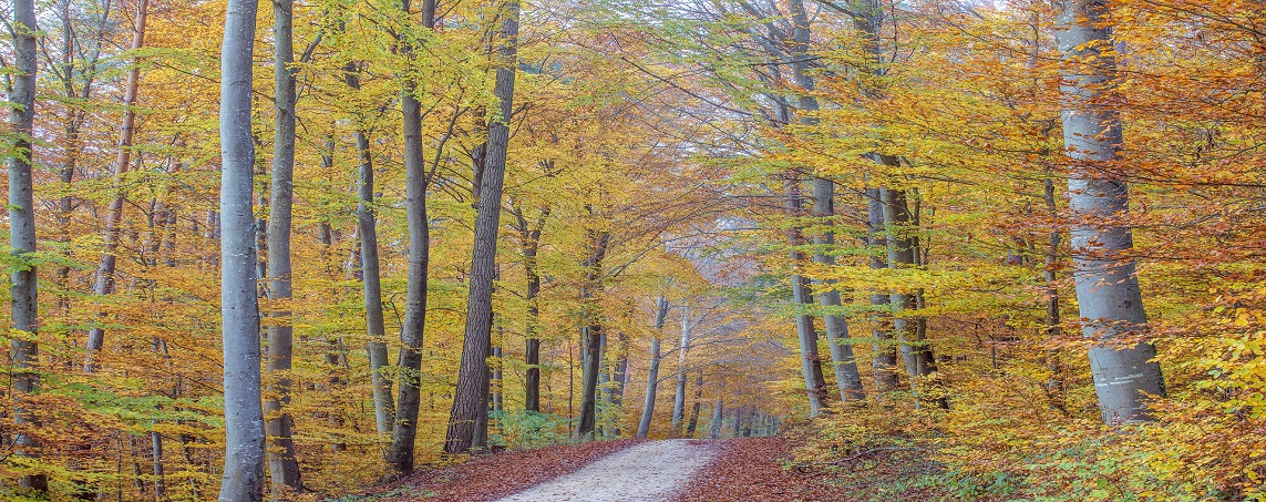 (c)pixabay.com_Minka2507 Buchenwald in Herbstfarben