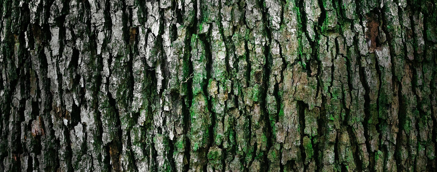 (C) Pixabay.com/Free Fotos Rinde eines Baumes