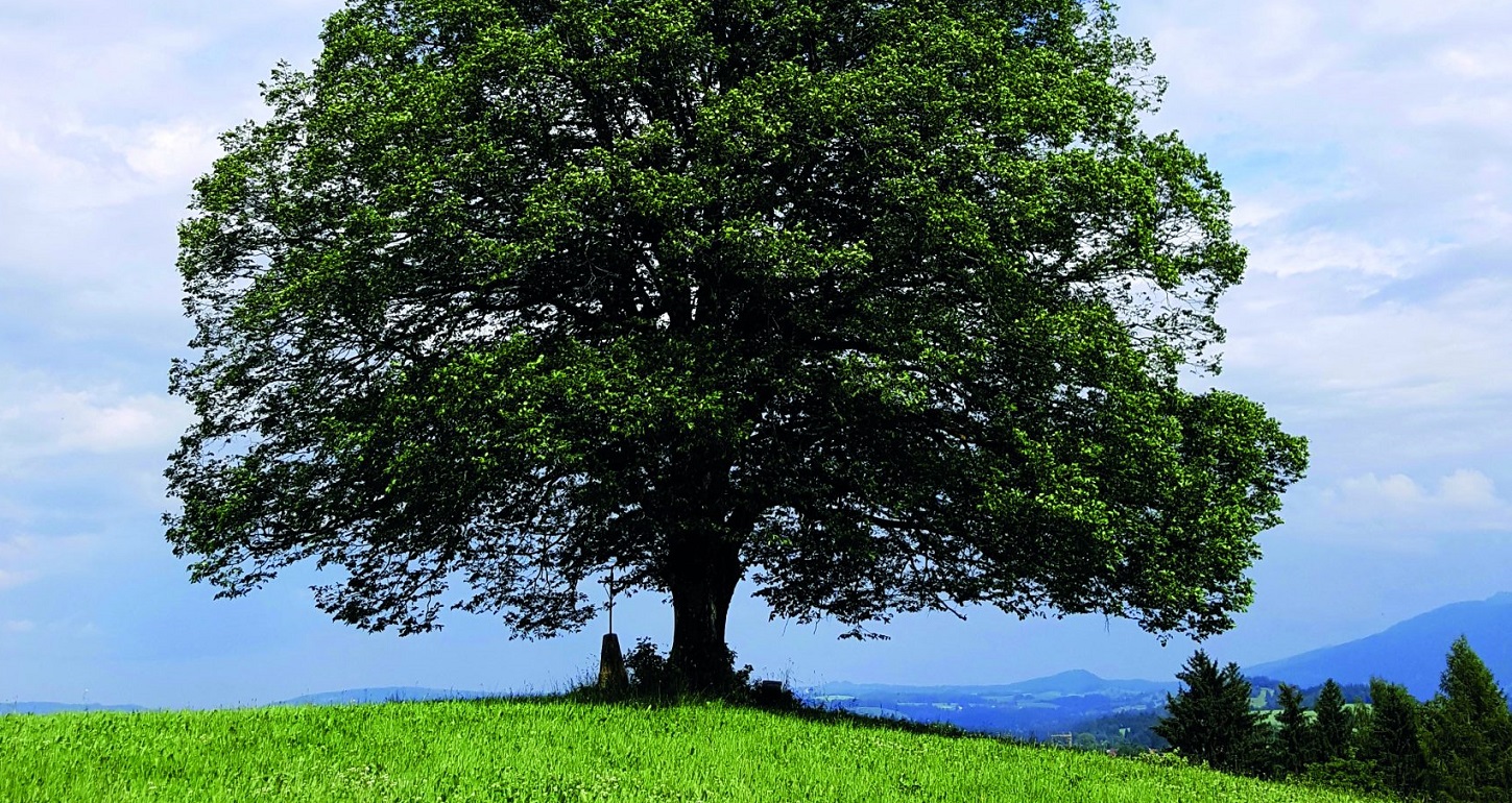Eine alleinstehende Linde in der Landschaft