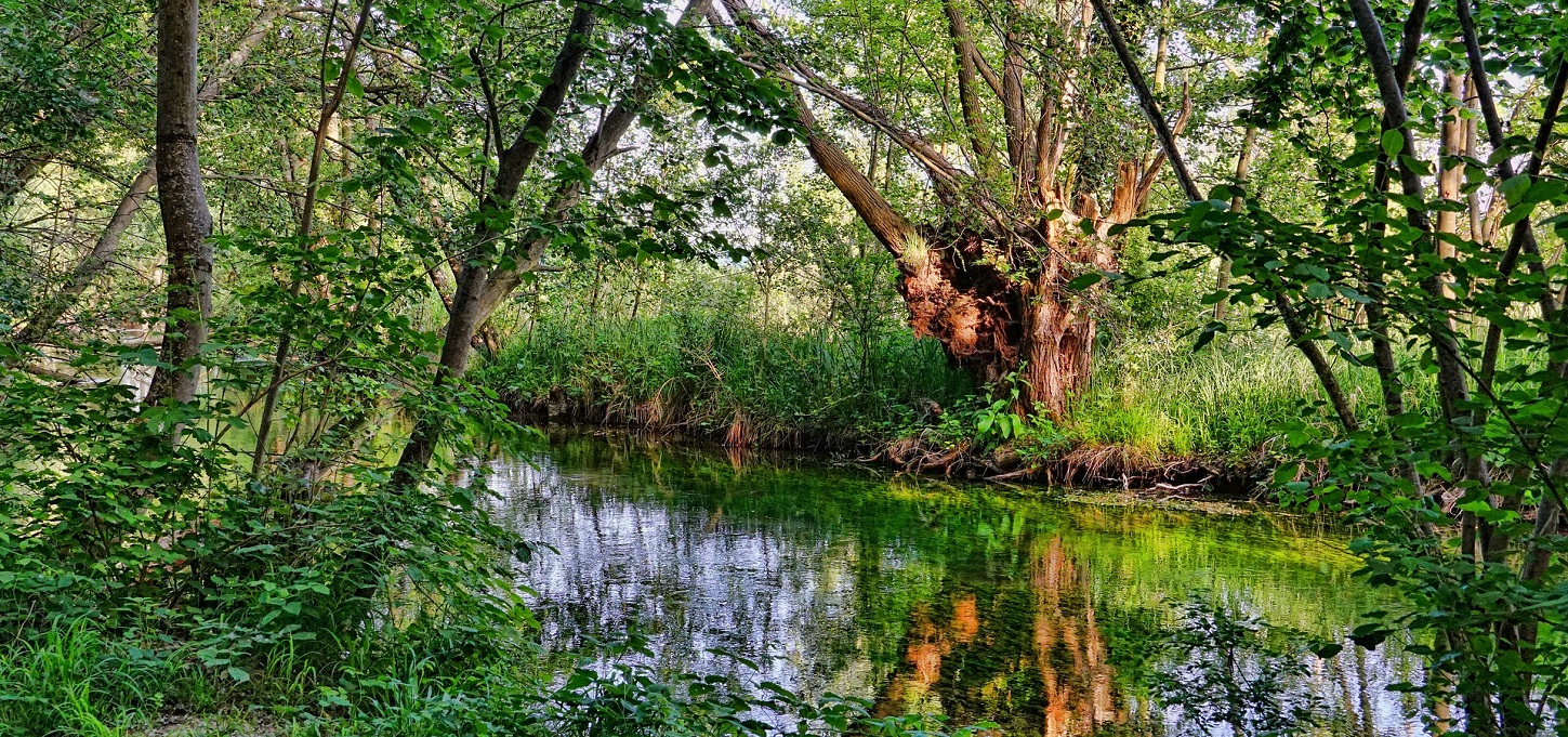 (C)pixabay.com/Schwoaze Auwaldlandschaft
