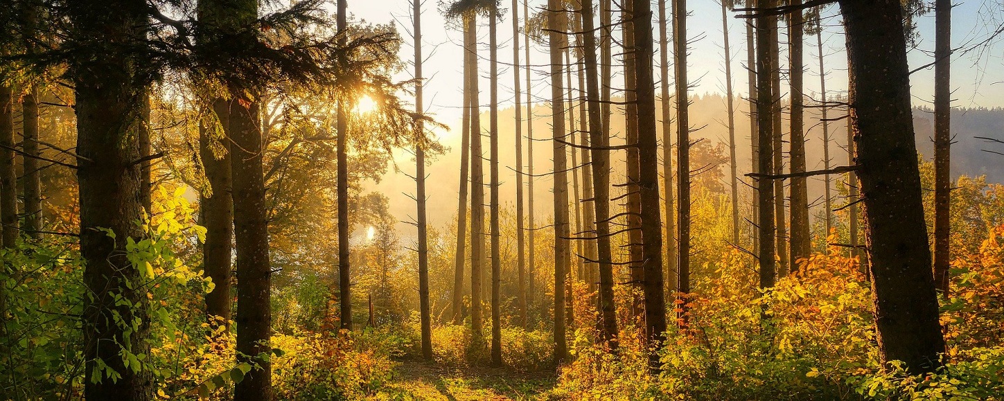(C) pixabay.com/fietzfotos Waldlandschaft